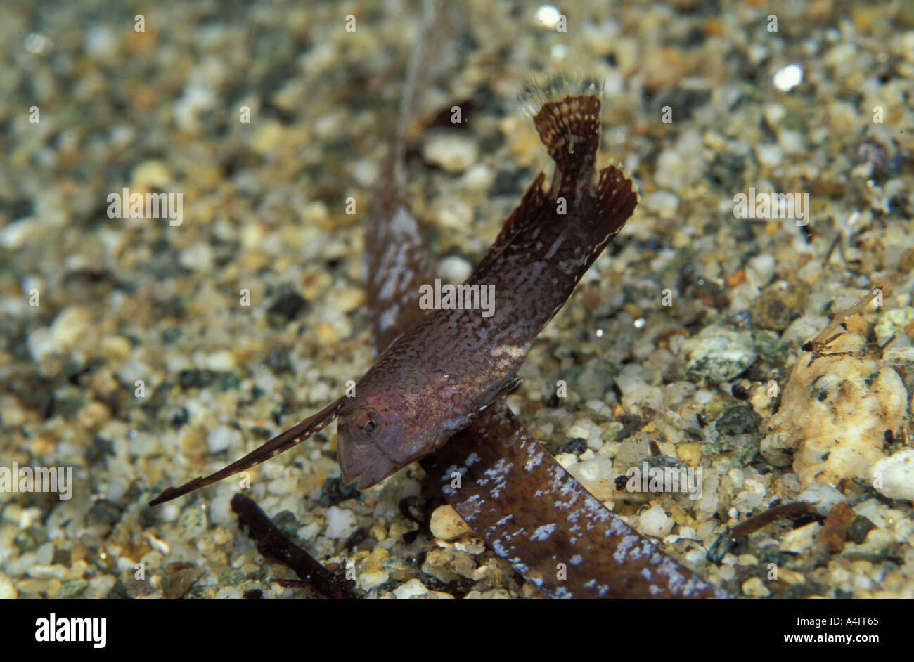 Pavo Razorfish Xyrichtys pavo mimicking leaf  Stock Photo