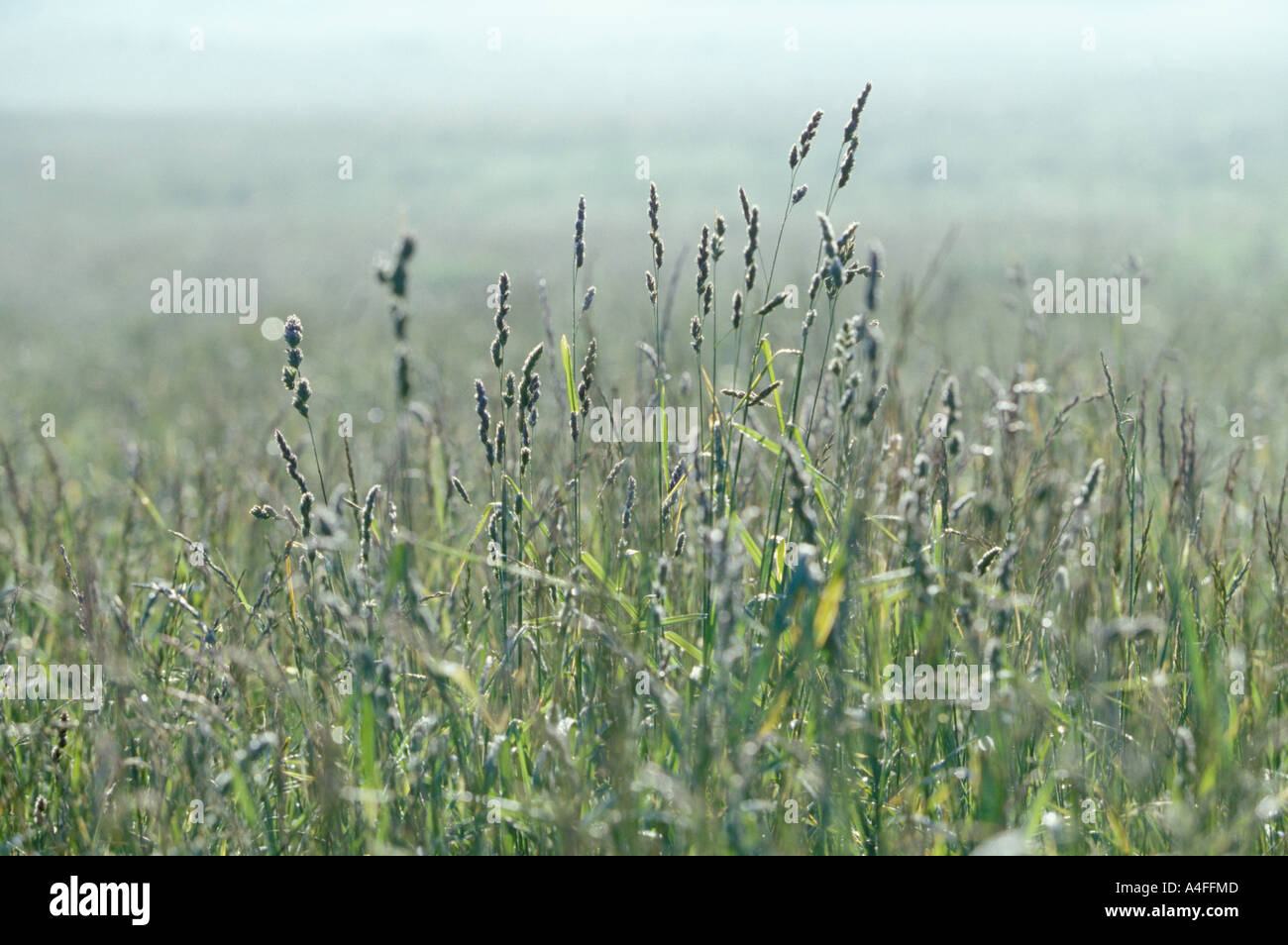 Tall grass hi-res stock photography and images - Alamy