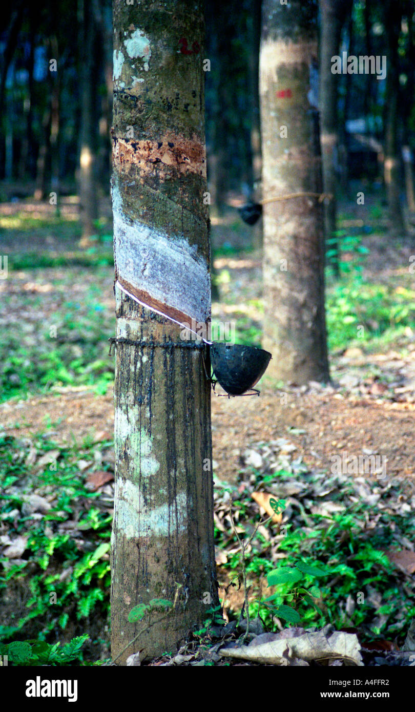 Harvesting latex from rubber trees in Kerala, India Stock Photo Alamy