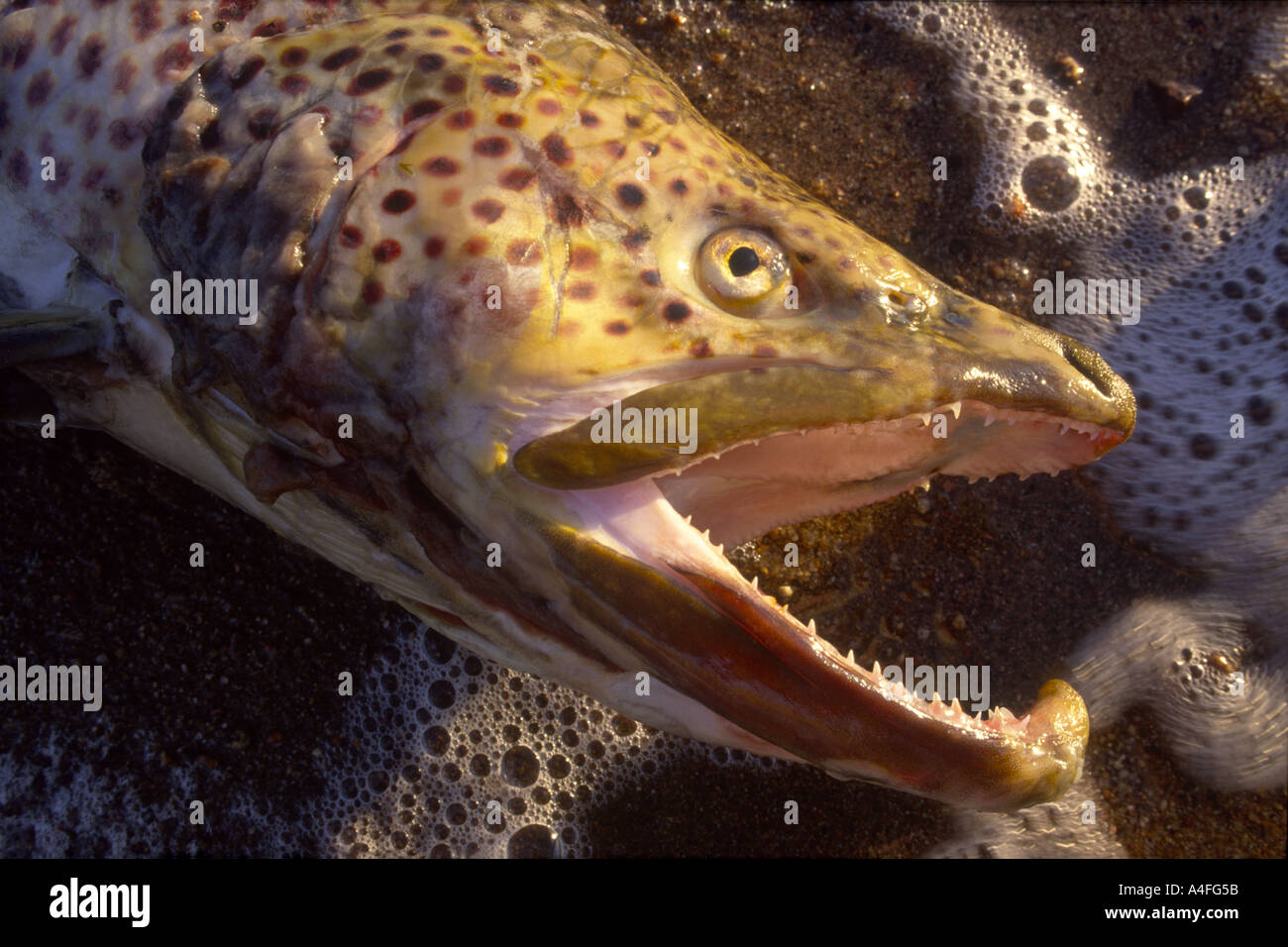 Fly Fishing for Cannibal Trout - Fly Fisherman, learn fly fishing 