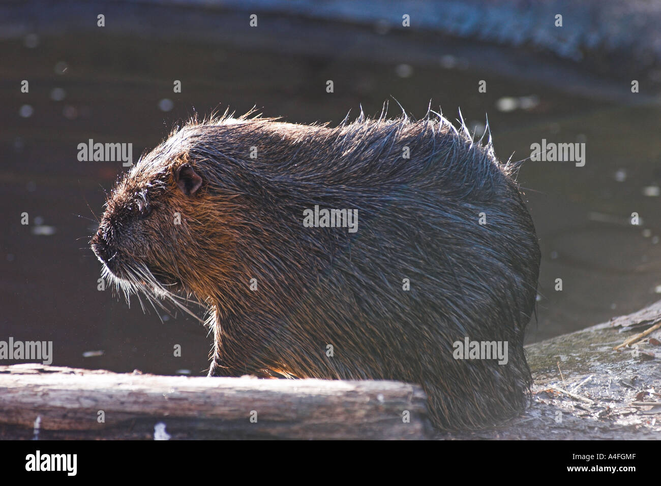 Coypu nutria Aquatic South American rodent resembling a small beaver ...