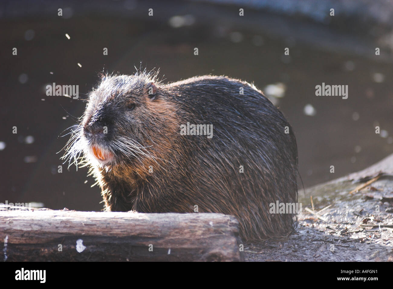 Coypu nutria Aquatic South American rodent resembling a small beaver ...