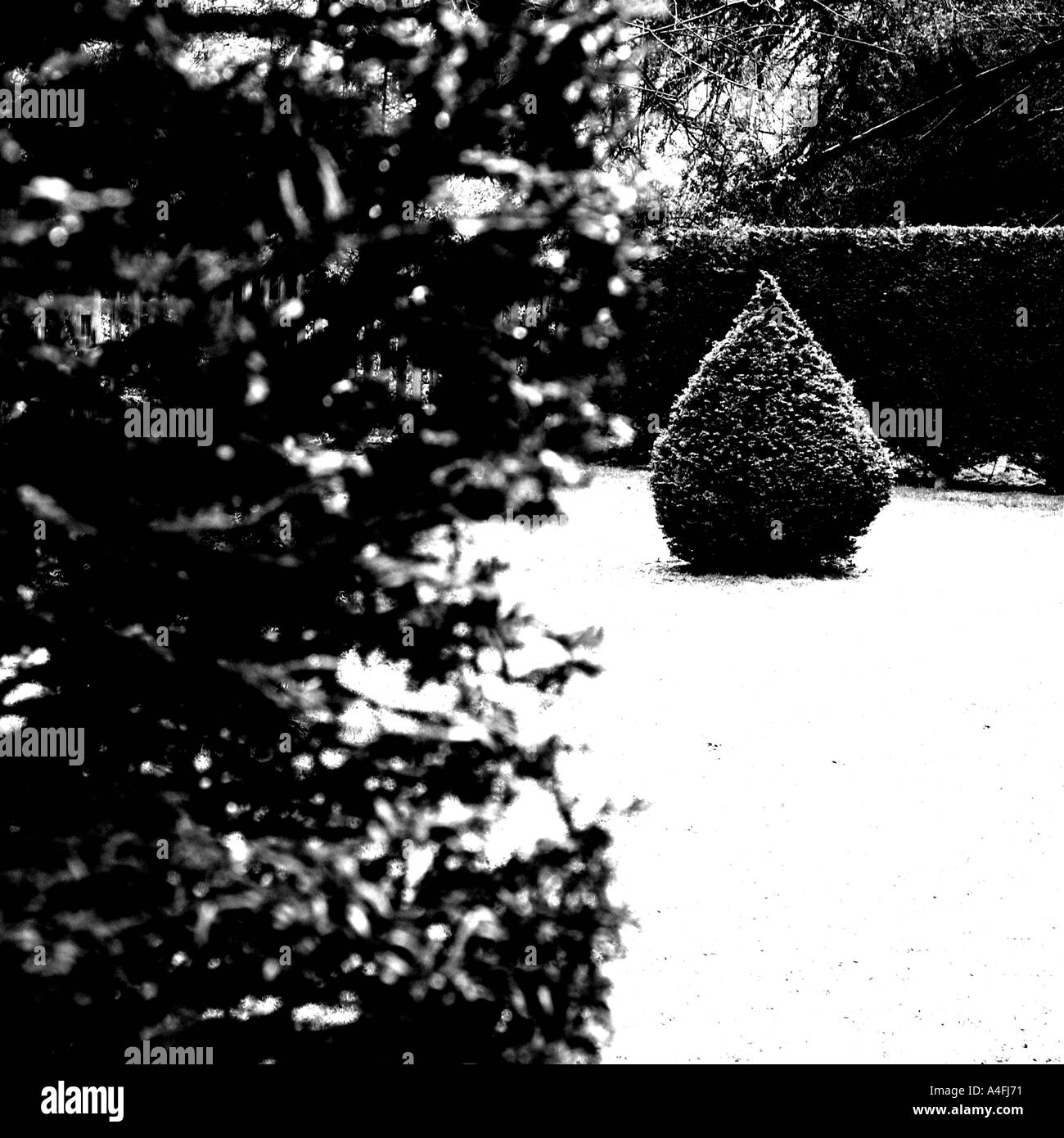 Conifer tree Black and White Stock Photos & Images - Alamy