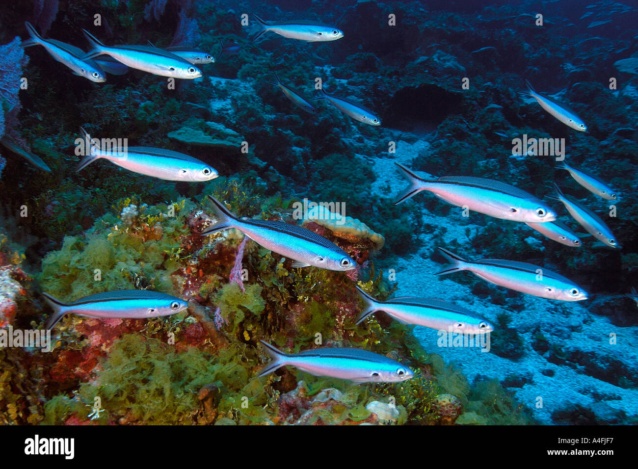 Bluestreak fusiliers Pterocaesio tile schooling Namu atoll Marshall Islands N Pacific Stock Photo