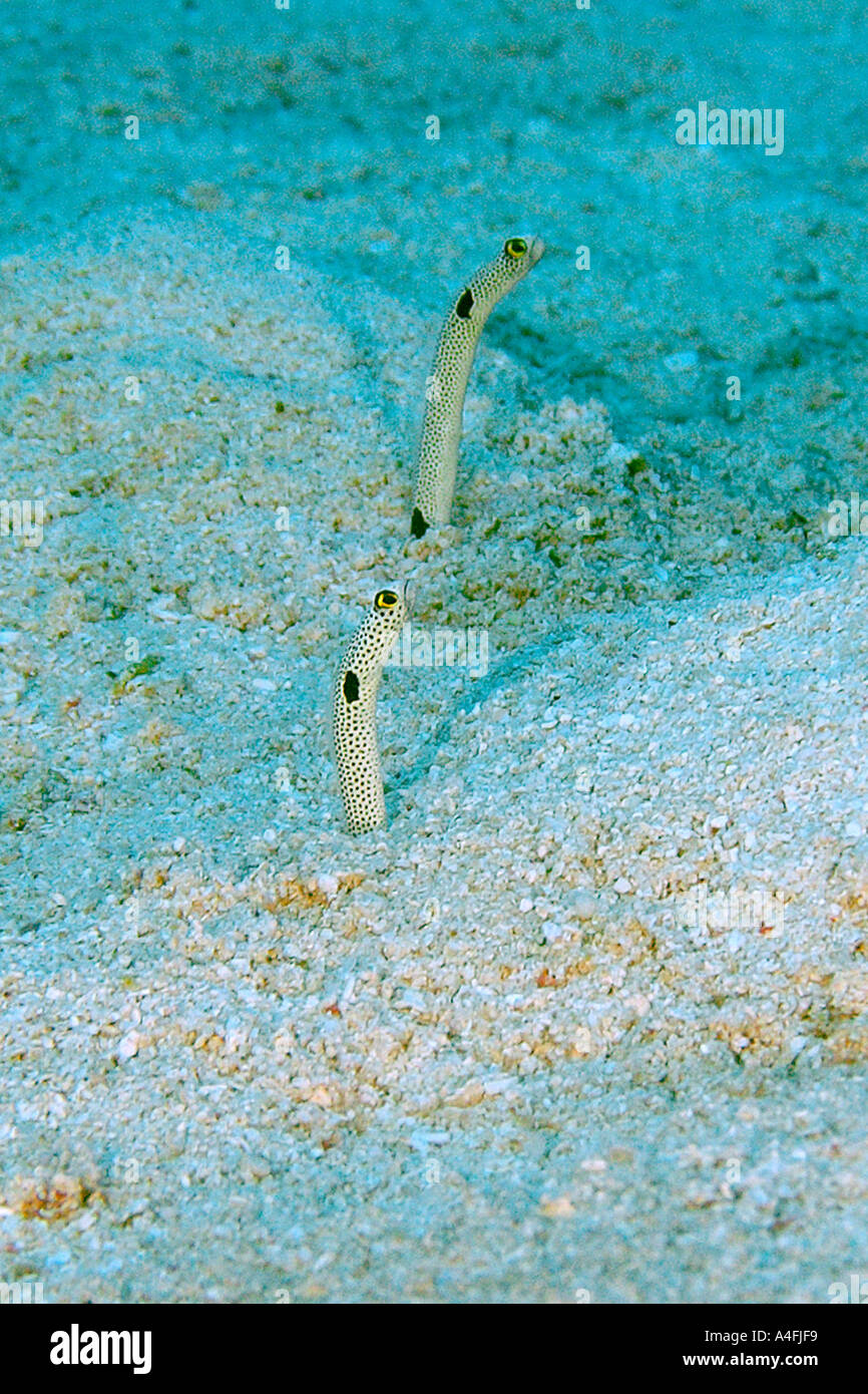 Spotted garden eels Heteroconger hassi peeking from burrows Namu atoll Marshall Islands N Pacific Stock Photo