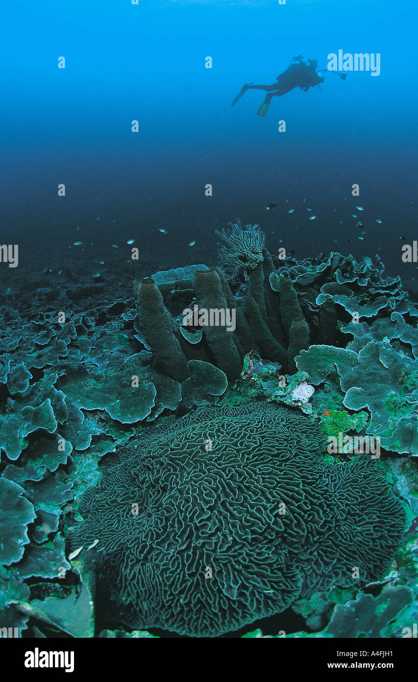 Brain coral in pristine coral reefs of Tukang Besi Island, Sulawesi Indonesia. Stock Photo