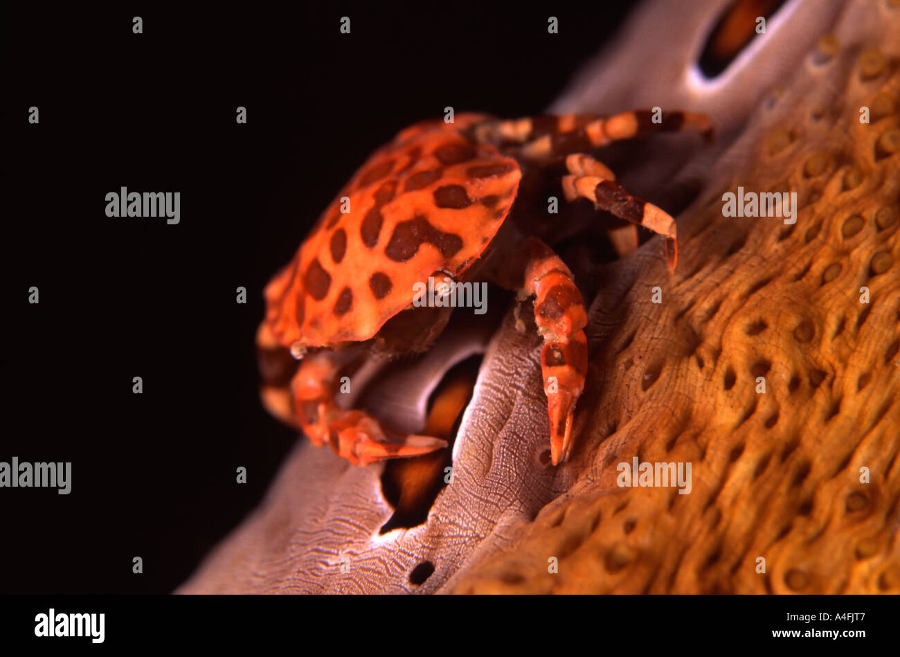 Commensal Crab on Leopard Sea Cucumber Stock Photo