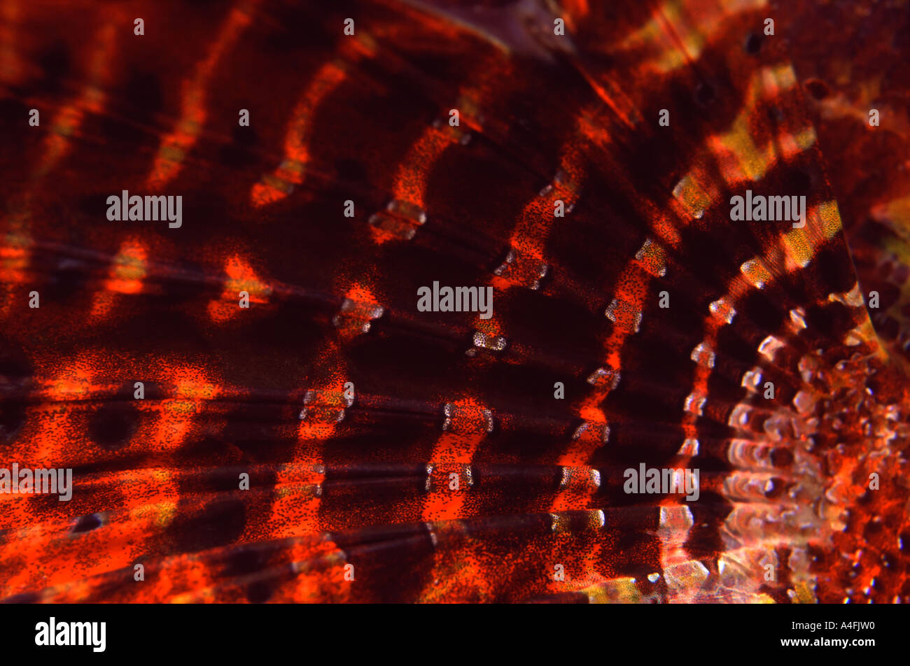 Fin Patterns of Dwarf Lionfish Stock Photo
