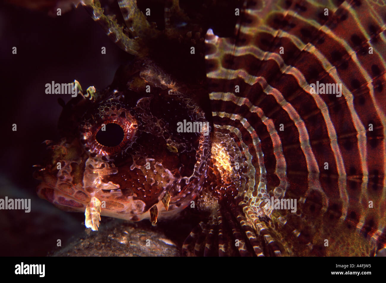 Dwarf Lionfish Stock Photo