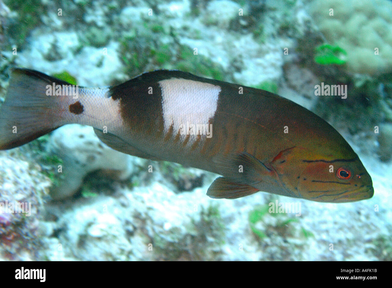 Slenderspine masked grouper Gracila albomarginata Namu atoll Marshall Islands N Pacific Stock Photo