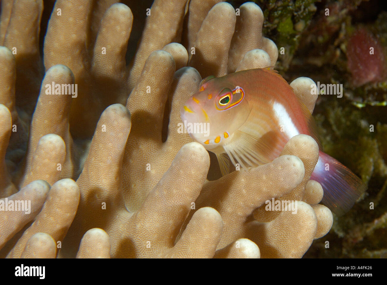 Arc eye hawkfish Paracirrhites arcatus on stiff finger coral Lobophytum sp Namu atoll Marshall Islands N Pacific Stock Photo