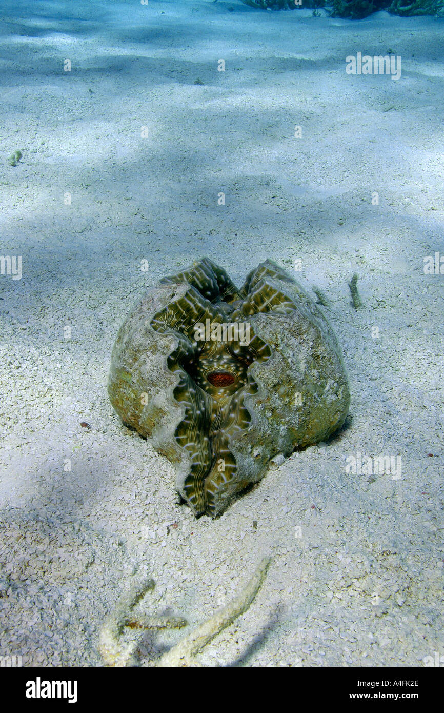 Horseshoe clam Hippopus hippopus on sandy bottom Namu atoll Marshall Islands N Pacific Stock Photo