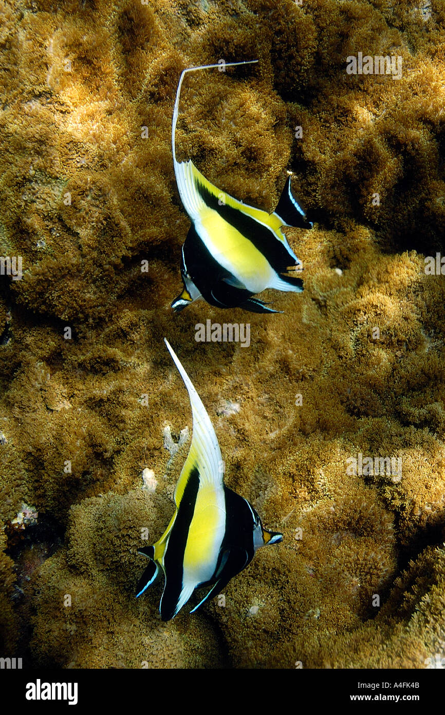 Pair of moorish idols Zanclus cornutus swimming over coral Rhodactis howsii Namu atoll Marshall Islands N Pacific Stock Photo