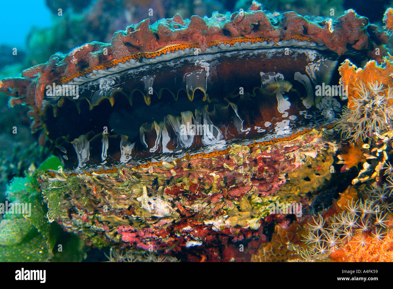 Thorny oyster Spondylus varius Namu atoll Marshall Islands N Pacific Stock Photo