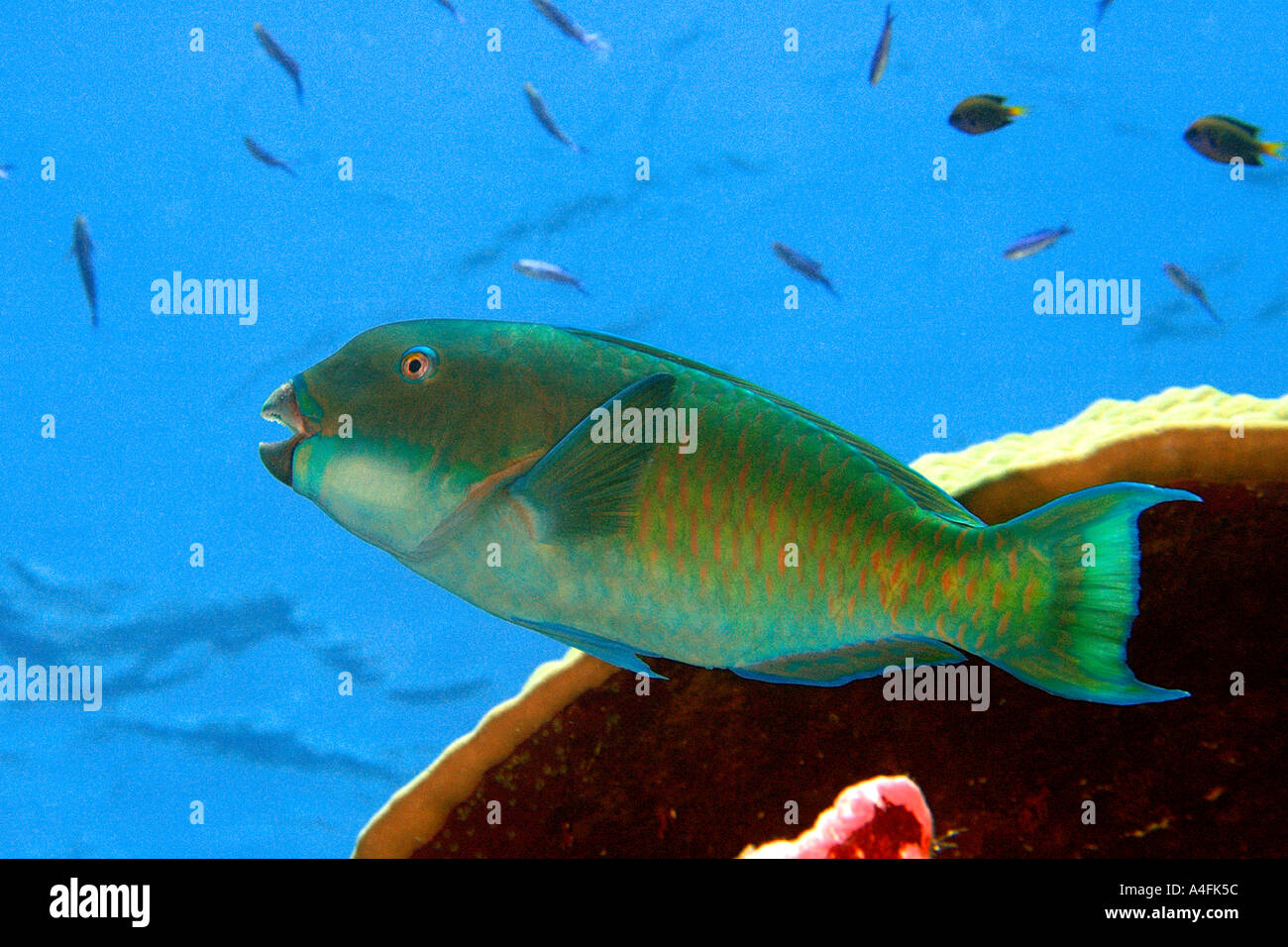 Pacific steephead parrotfish Chlorurus microrhinos Namu atoll Marshall Islands N Pacific Stock Photo