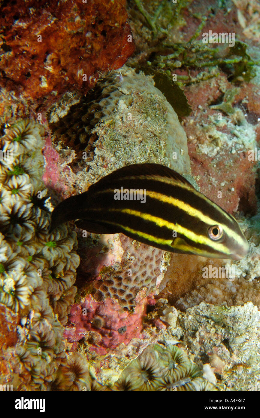 Juvenile pacific steephead parrotfish Chlorurus microrhinos Namu atoll Marshall Islands N Pacific Stock Photo