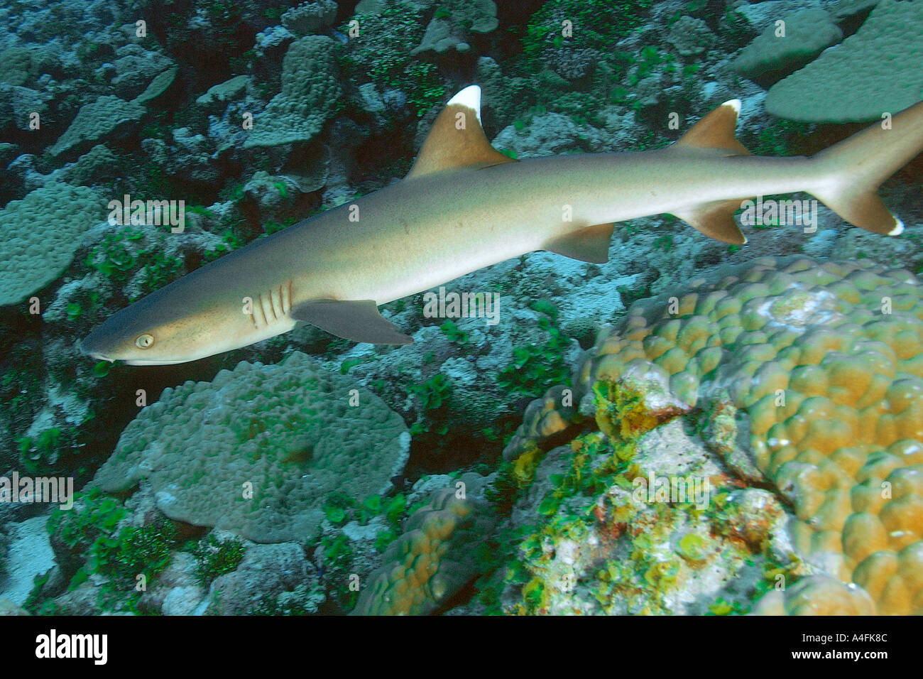 Whitetip reef shark Triaenodon obesus Namu atoll Marshall Islands N Pacific Stock Photo