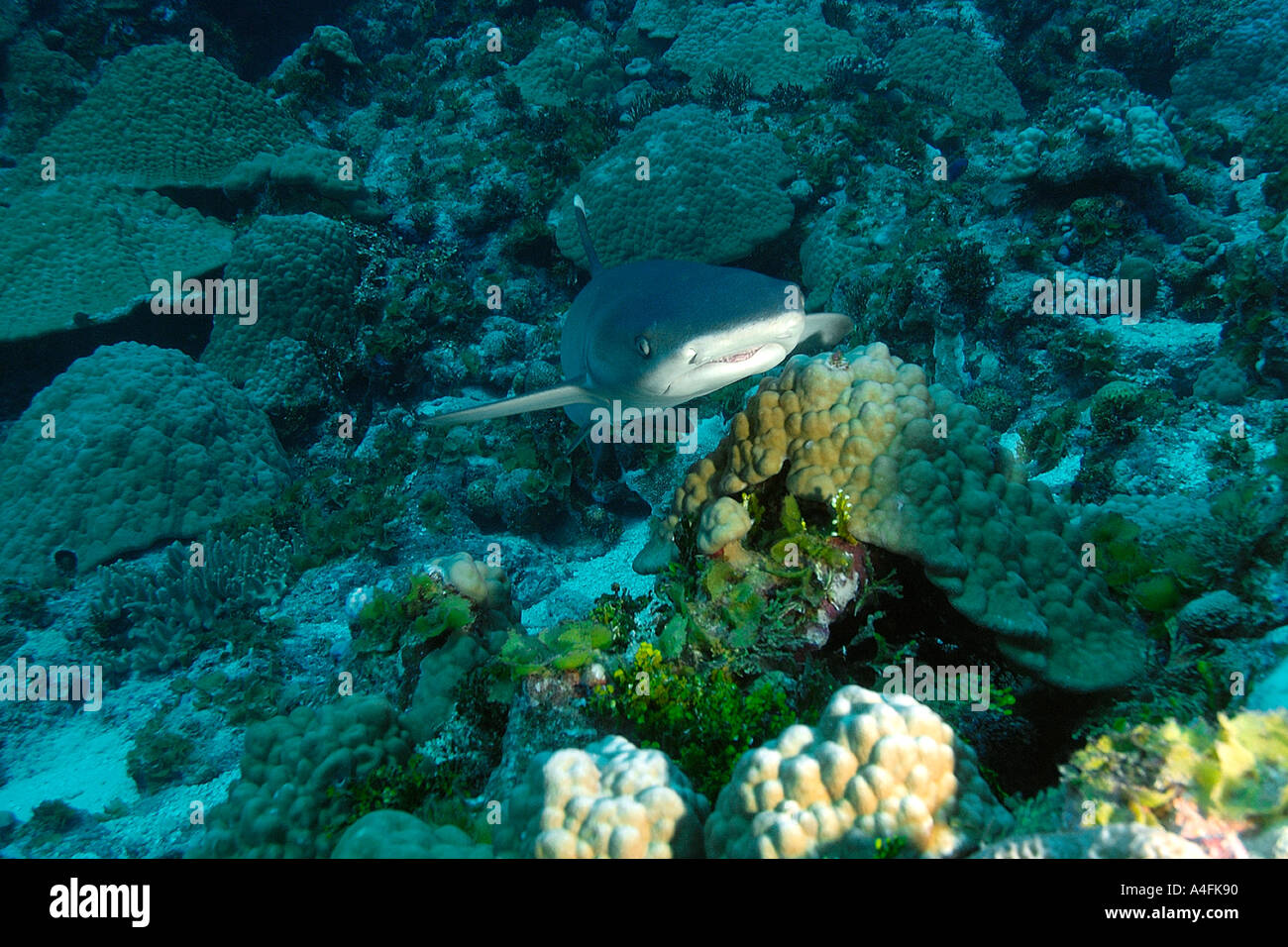 Whitetip reef shark Triaenodon obesus Namu atoll Marshall Islands N Pacific Stock Photo