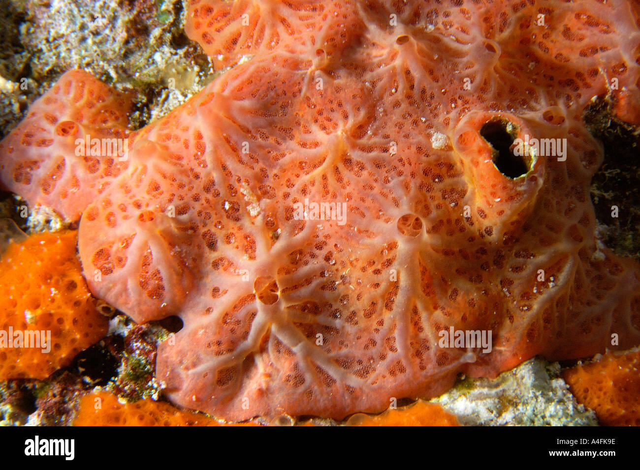 Encrusting sponges Namu atoll Marshall Islands N Pacific Stock Photo