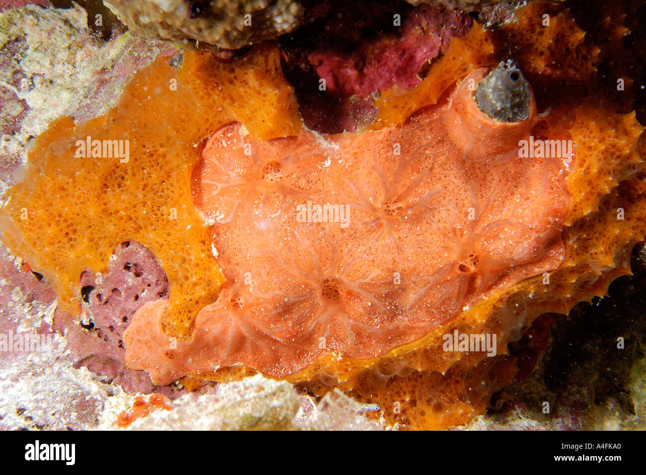 Encrusting sponges Namu atoll Marshall Islands N Pacific Stock Photo