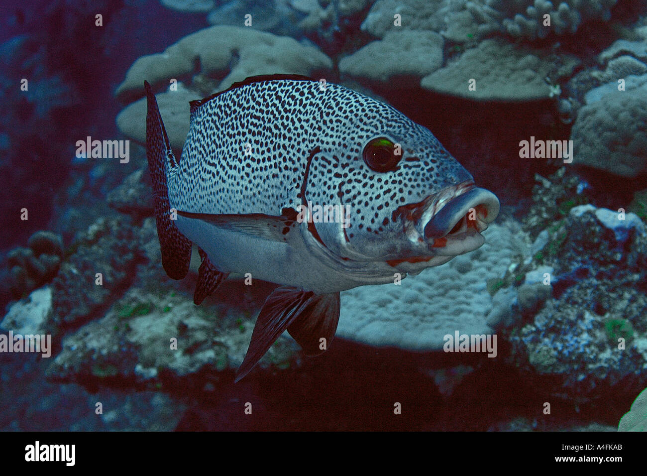 Dotted sweetlips Plectorhinchus picus opening mouth Namu atoll Marshall Islands N Pacific Stock Photo