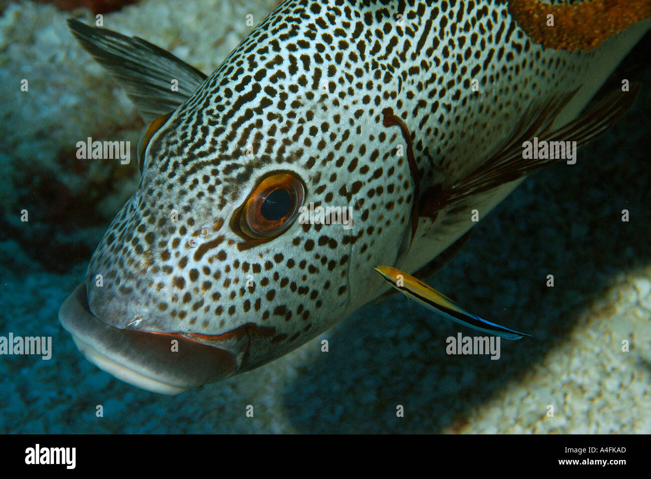 Dotted sweetlips Plectorhinchus picus being cleaned by bluestreak cleaner wrasse Labroides dimidiatus Namu atoll Marshall I Stock Photo