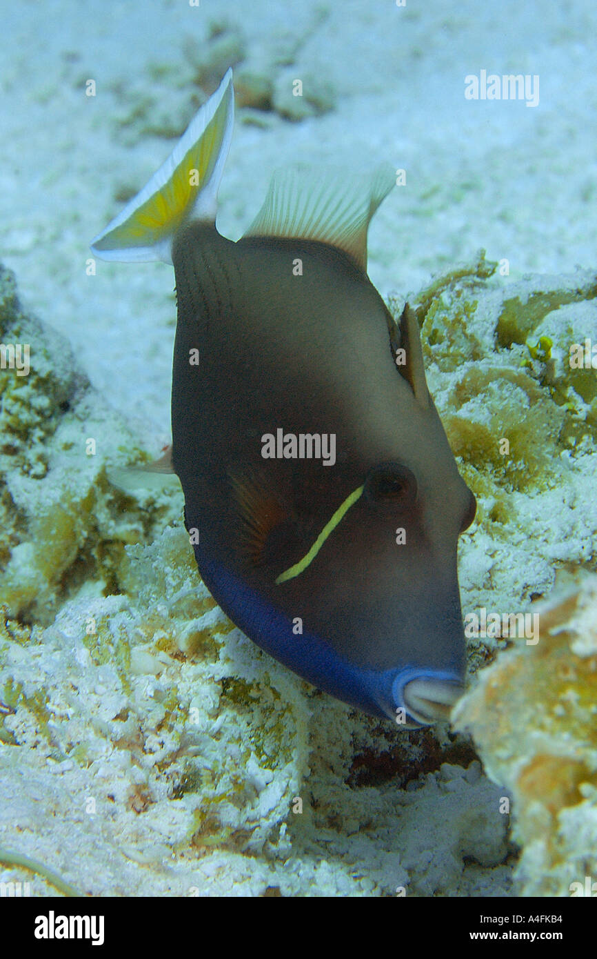 Flagtail Triggerfish High Resolution Stock Photography and Images - Alamy