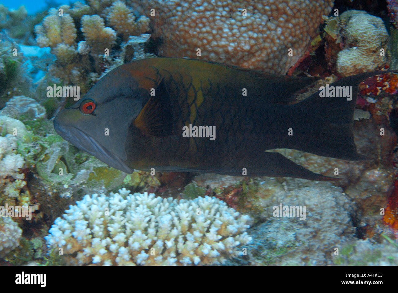 Slingjaw wrasse Epibulus insidiator Namu atoll Marshall Islands N Pacific Stock Photo