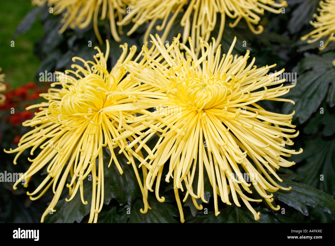 Yellow Spider Mum Stock Photo - Alamy