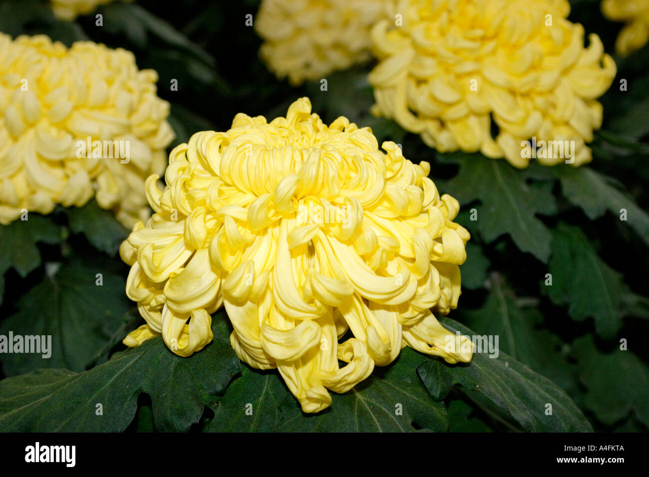 Irregular chrysanthemum hi-res stock photography and images - Alamy
