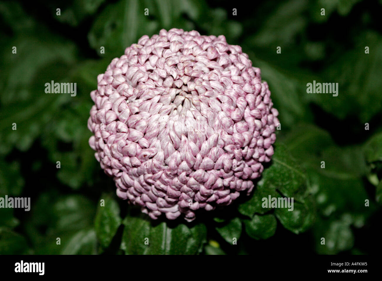 Irregular incurve chrysanthemum hi-res stock photography and images - Alamy