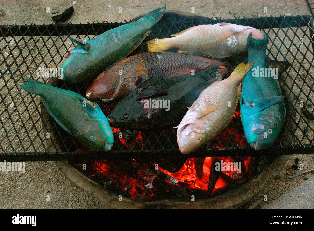 Parrotfish roasting on coconut fire Majikin island Namu atoll Marshall Islands N Pacific Stock Photo