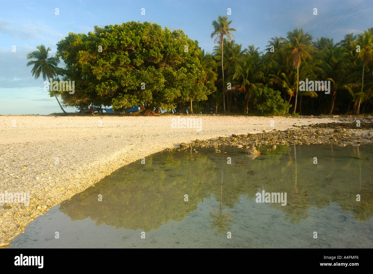 Tree reflection on tide pool Mae island Namu atoll Marshall Islands N Pacific Stock Photo