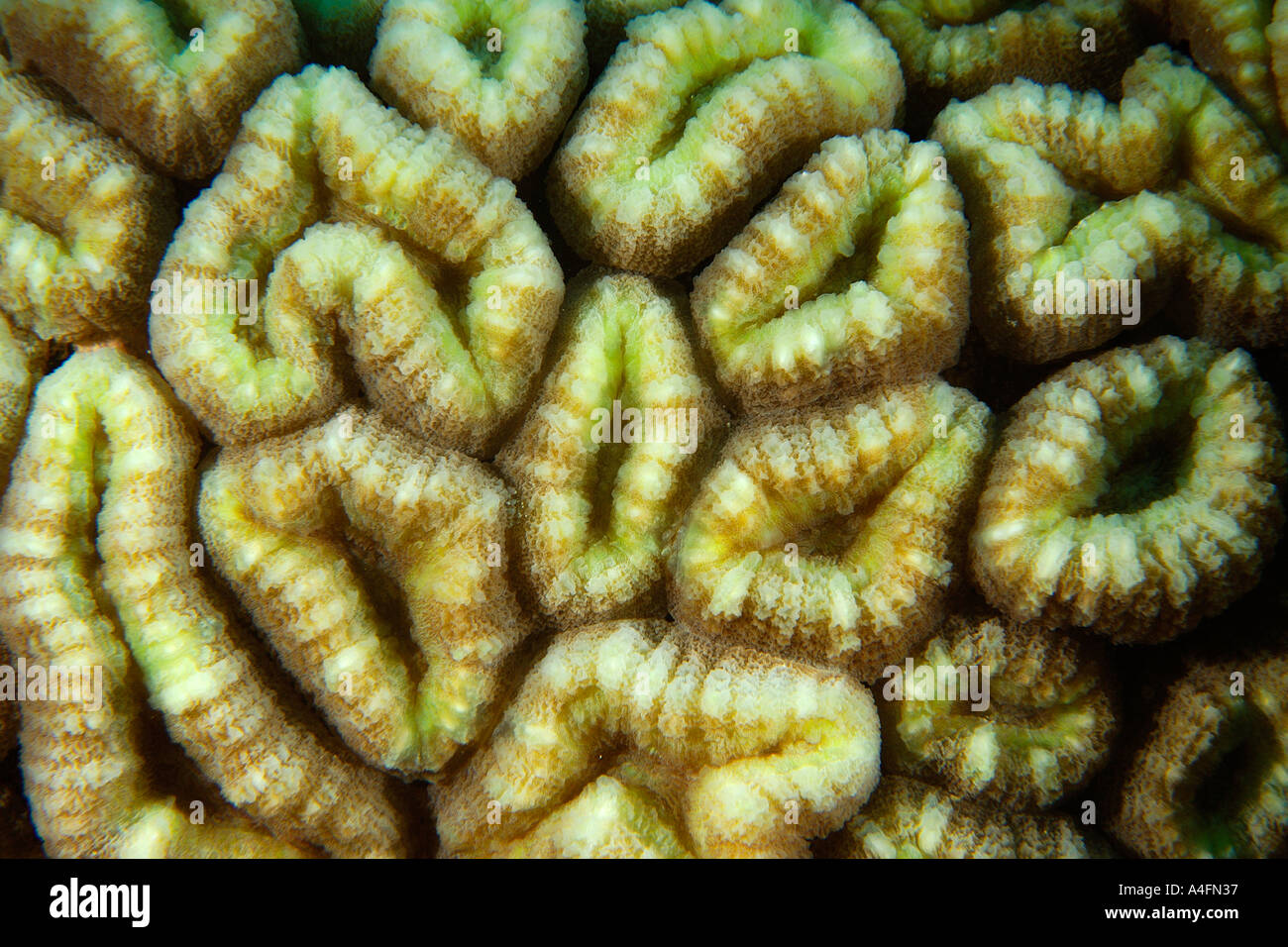 Red brain coral Lobophyllia hemprichii Namu atoll Marshall Islands N Pacific Stock Photo