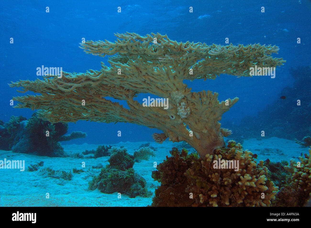Staghorn coral Acropora sp Namu atoll Marshall Islands N Pacific Stock Photo
