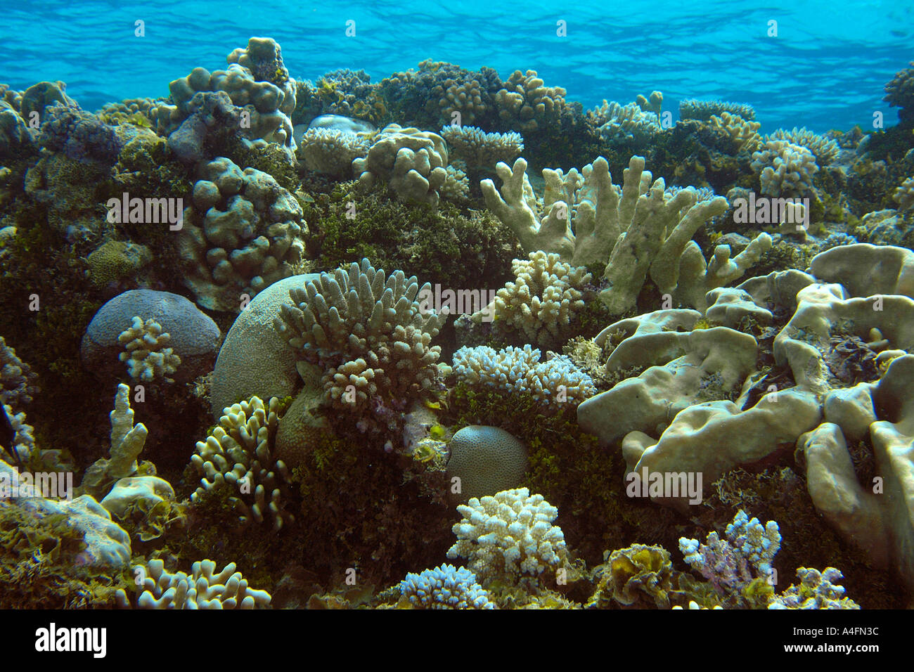 Coral reef mainly Pocillopora spp Acropora palifera and plate coral Pavona minuta right Namu atoll Marshall Islands Stock Photo