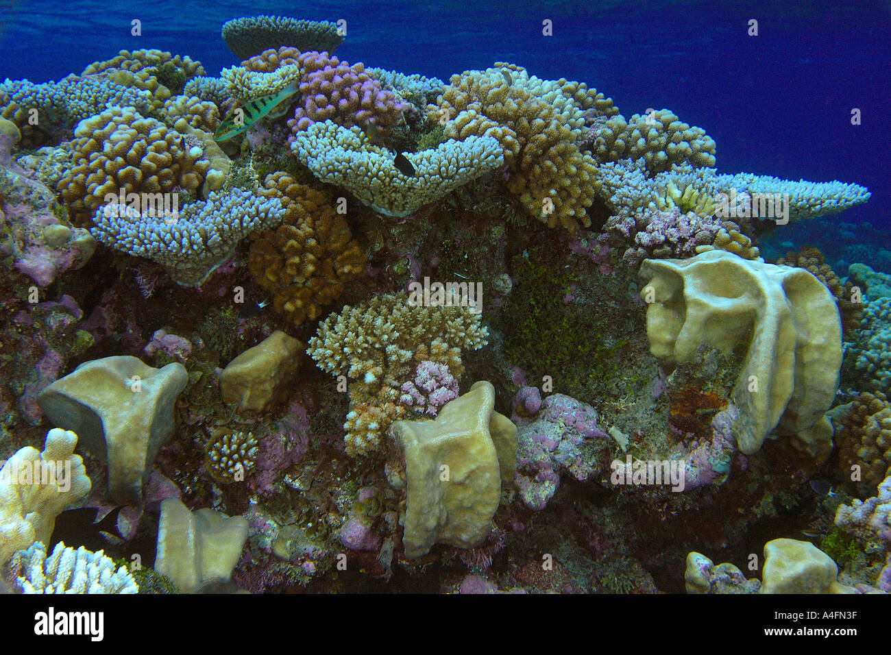 Highly diverse coral reef mainly Pocillopora spp and Pavona minuta bellow Namu atoll Marshall Islands N Pacific Stock Photo
