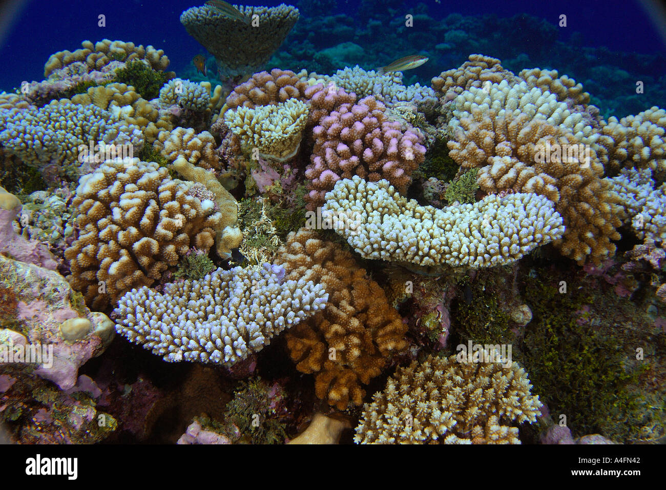 Cauliflower coral Pocillopora spp Namu atoll Marshall Islands N Pacific Stock Photo