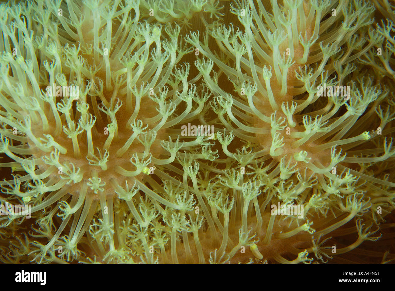 Leather coral Sarcophytum sp polyp detail Namu atoll Marshall Islands N Pacific Stock Photo
