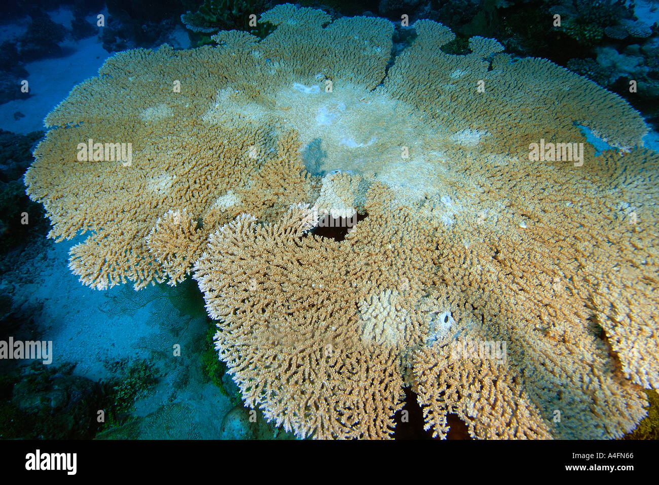 Staghorn coral Acropora cytherea with moderate bleaching Namu atoll Marshall Islands N Pacific Stock Photo