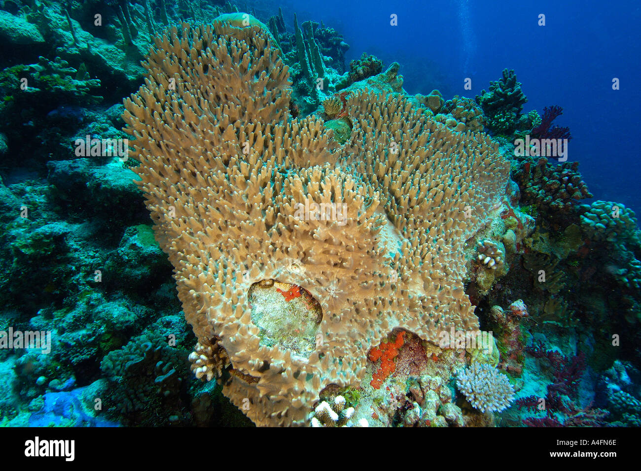 Stiff finger coral Lobophytum sp Namu atoll Marshall Islands N Pacific Stock Photo