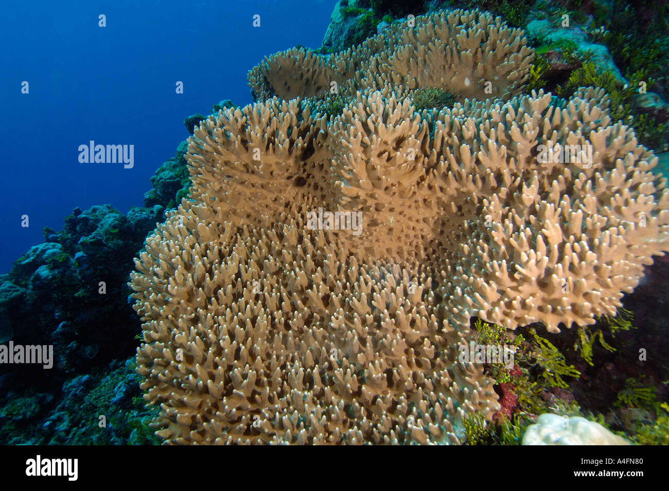 Stiff finger coral Lobophytum sp Namu atoll Marshall Islands N Pacific Stock Photo