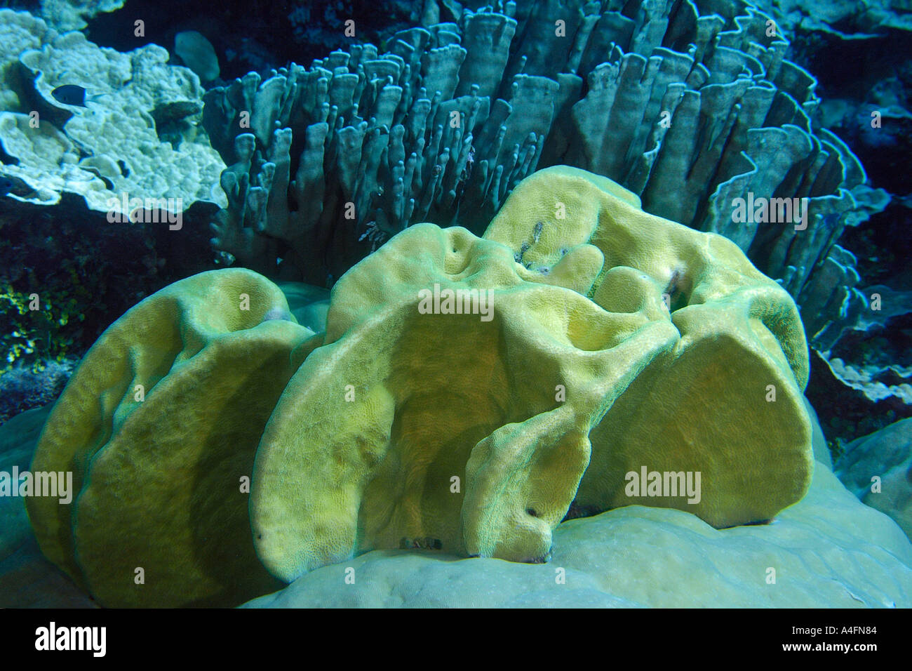 Plate coral Pavona minuta and Blue coral Heliopora coerulea in the backgound Namu atoll Marshall Islands N Pacific Stock Photo