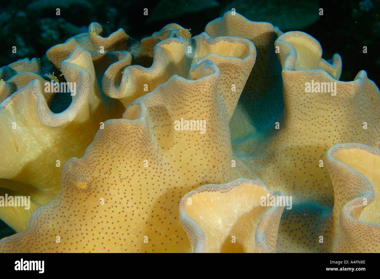 Leather coral Sarcophyton sp Namu atoll Marshall Islands N Pacific Stock Photo