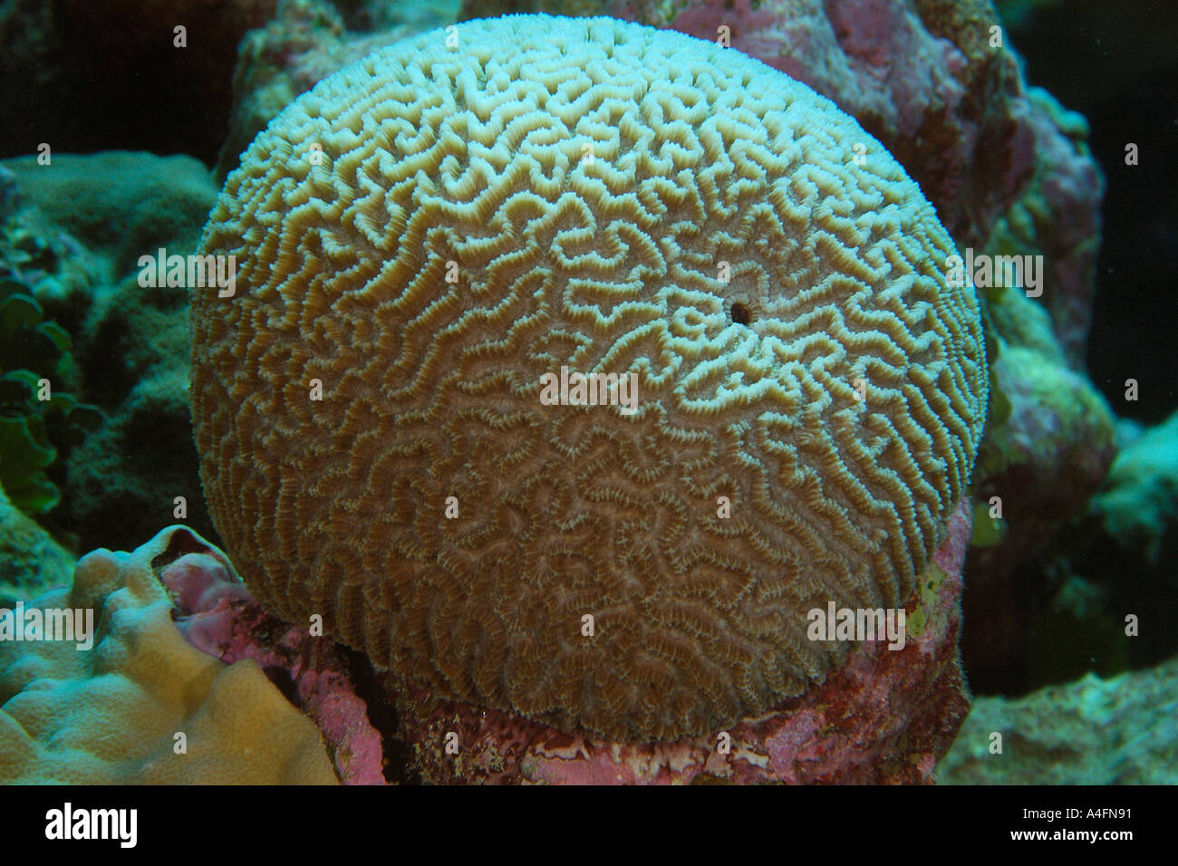 Brain coral Platygyra daedalea Namu atoll Marshall Islands N Pacific Stock Photo