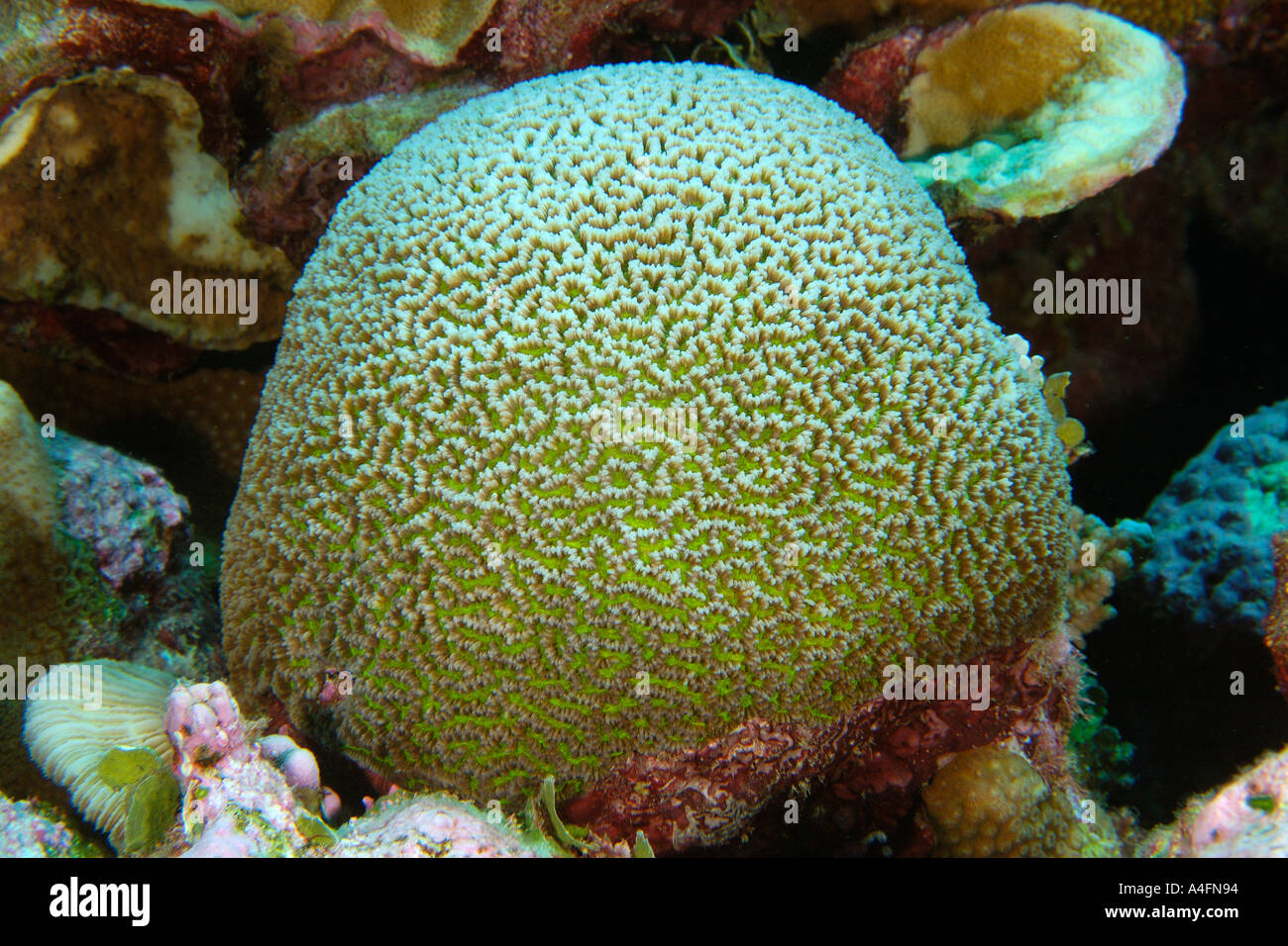 Brain coral Platygyra pini Namu atoll Marshall Islands N Pacific Stock Photo