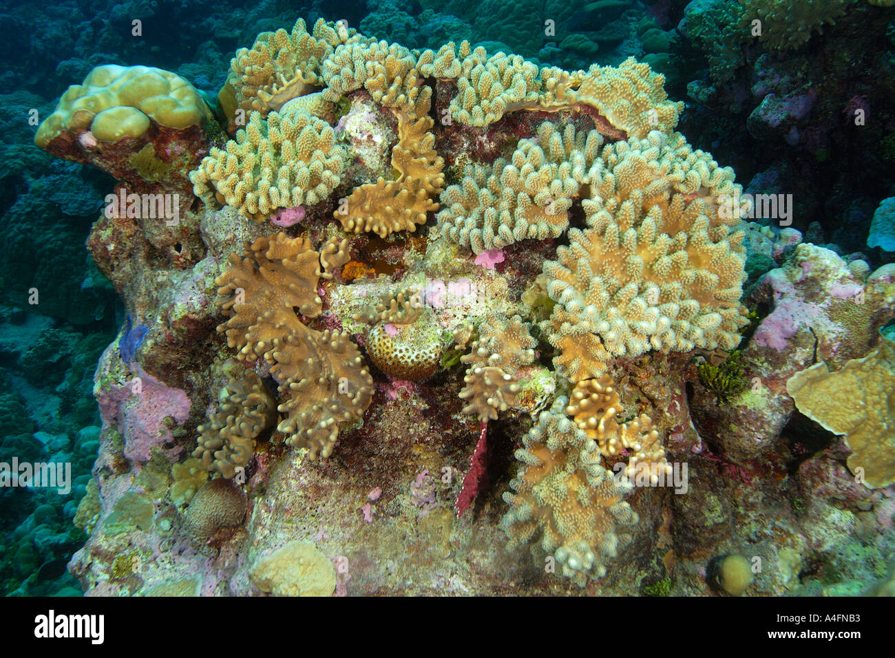 Stiff finger leather corals Lobophytum spp Namu atoll Marshall Islands N Pacific Stock Photo