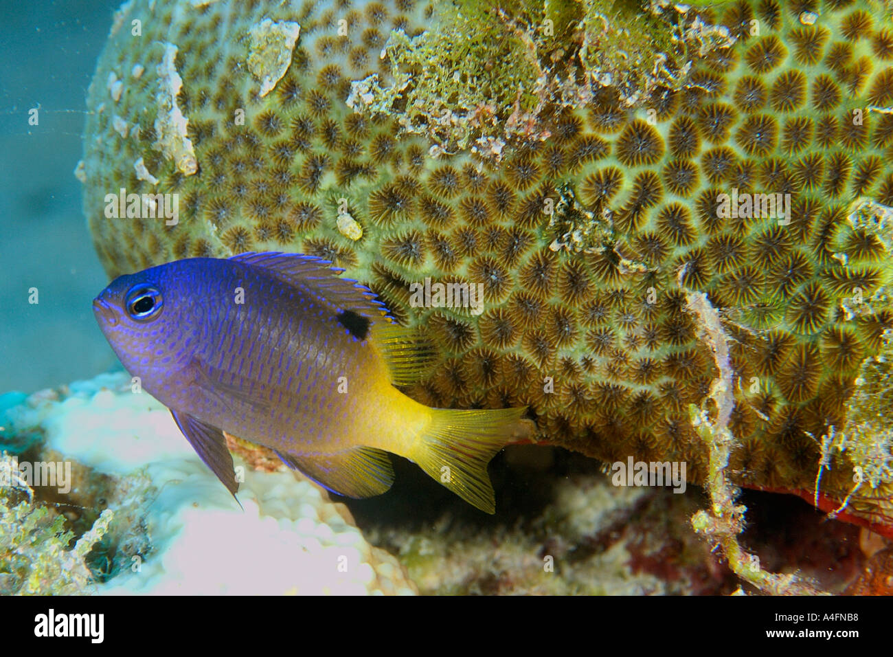 Tracey s demoiselle Chrysoptera traceyi next to hard coral Favites sp Namu atoll Marshall Islands N Pacific Stock Photo
