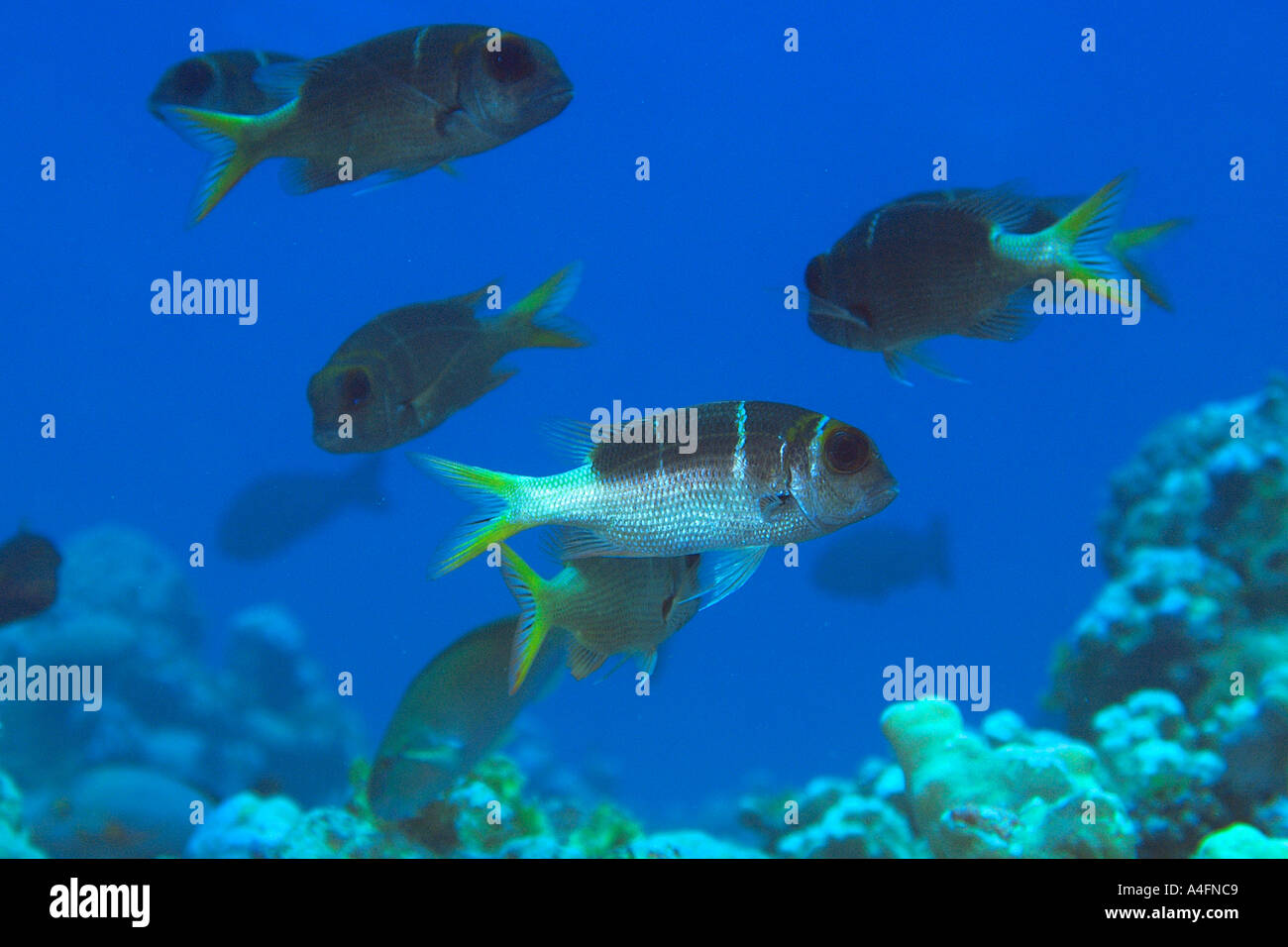 Aggregation of sub adult bigeye emperors bream Monotaxis grandoculis Namu atoll Marshall Islands N Pacific Stock Photo