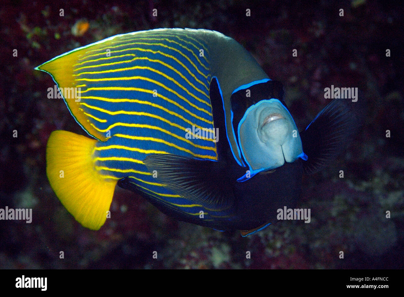 Emperor angelfish Pomacanthus imperator Namu atoll Marshall Islands N Pacific Stock Photo